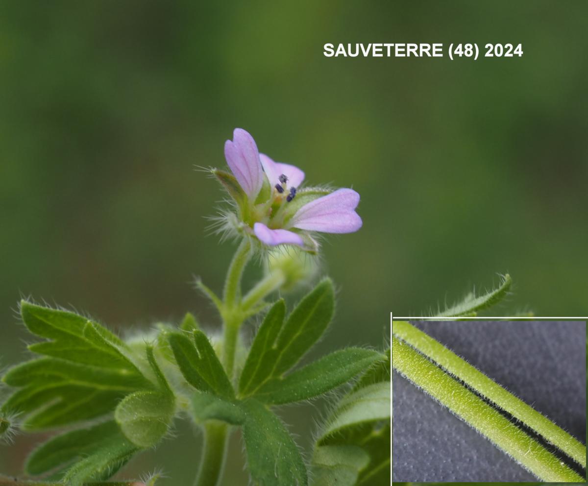 Cranesbill, Small-flowered flower